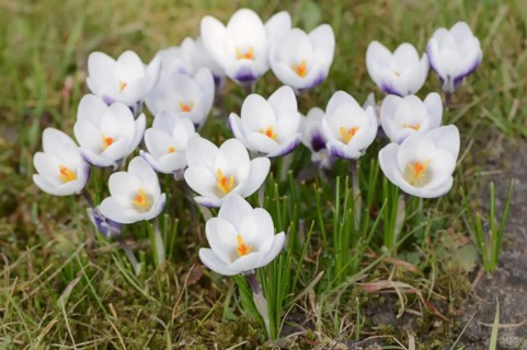 Crocuses (Crocus spec.) in bloom in spring, North Rhine-Westphalia, Germany, Europe