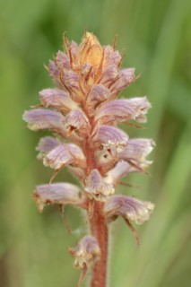 Common broomrape (Orobanche minor), Provence, southern France