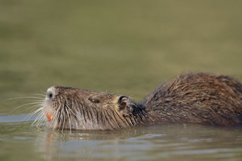 Nutria (Myocastor coypus) swimming in the water, neozoa, Camargue, France, Europe