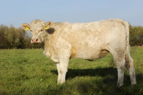 Charolais cattle (Bos primigenius taurus) on a pasture, North Rhine-Westphalia, Germany, Europe