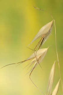 Animated oat (Avena sterilis), spikelets, Provence, southern France