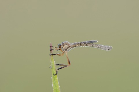 Striped slender robber fly (Leptogaster cylindrica) with dewdrops, North Rhine-Westphalia, Germany,