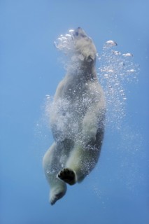 Polar bear (Ursus maritimus) diving, captive, Germany, Europe