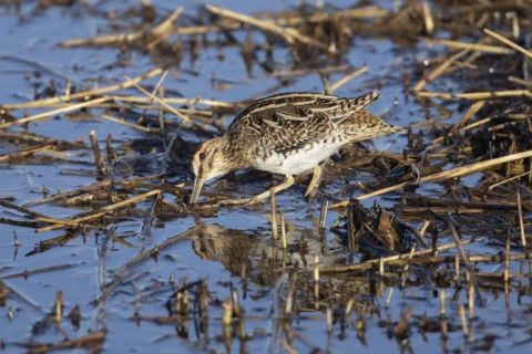 Common snipe (Gallinago gallinago) adult bird feeding amongst a reedbed, England, United Kingdom,