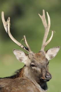 Manchurian sika deer (Cervus nippon hortulorum), male, portrait, captive, Germany, Europe