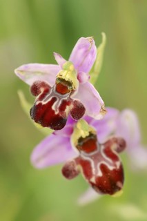 Bumblebee orchid (Ophrys holoserica subsp. pseudoscolopax), flowers, Provence, southern France