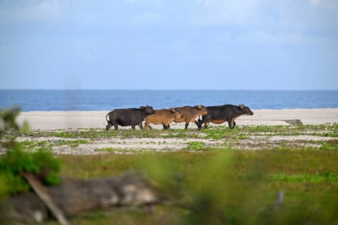 Red buffalo or forest buffalo (Syncerus nanus) on the beach, Petit Loango, Loango National Park,