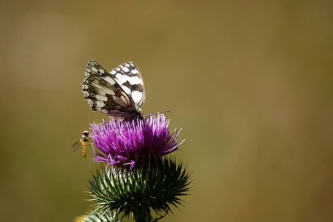 Marbled white (Melanargia galathea), July, Saxony-Anhalt, Germany, Europe