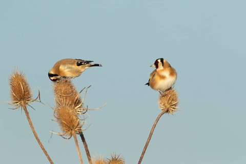 European goldfinch (Carduelis carduelis) two adult birds on a Teasel (Dipsacus fullonum) seedhead,
