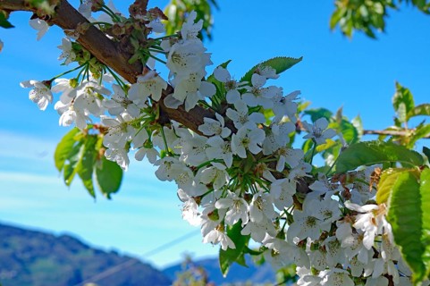 Close-up of white flowers on a branch against a blurred background, spring, fruit-growing area,