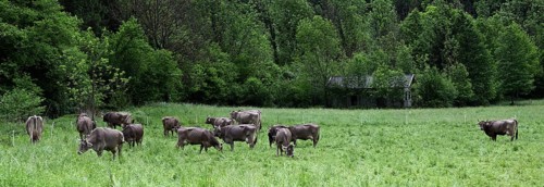 Brown Swiss dairy cows grazing in the meadow in italians Alps, Lombardy, Italy, Europe