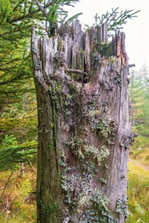 Old tree stump with growing lichen and moss in a spruce forest at autumn