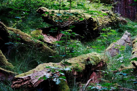 Tiefental nature reserve near Königsbrück in summer, West Lusatia, Saxony, Germany, Europe