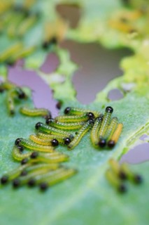 Caterpillars of the cabbage white butterfly, July, Germany, Europe