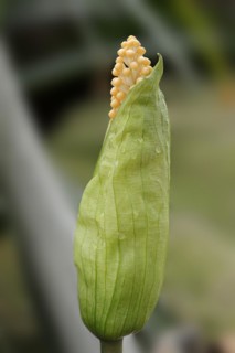 Arum (Taccarum caudatum), inflorescence, occurrence in South America