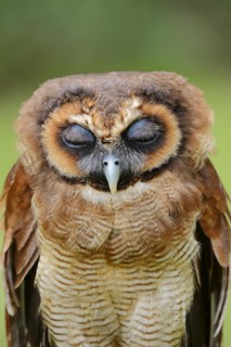 Brown wood owl (Strix leptogrammica), portrait, captive, occurrence in Asia