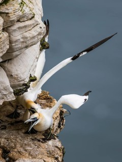 Pair of Northern Gannet, Morus bassanus, birds on cliff, Bempton Cliffs, North Yorkshire, England,