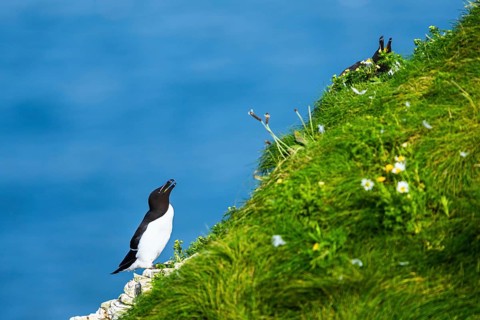 Razorbill, Alca Torda, birds on cliff. Bempton Cliffs, Yorkshire, England, United Kingdom, Europe