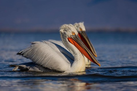 Dalmatian Pelican (Pelecanus crispus), swimming, orange throat pouch, Lake Kerkini, Greece, Europe