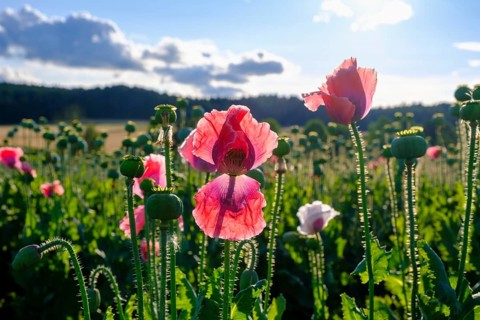 Poppy, (Papaver somniferum), poppy field, Waldviertel grey poppy, poppy village Armschlag,
