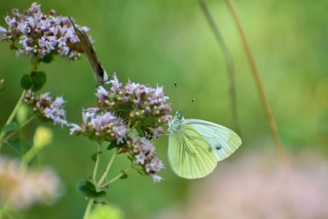 Cabbage butterfly (Pieris brassicae) Butterfly, Upper Bavaria, Germany, Europe