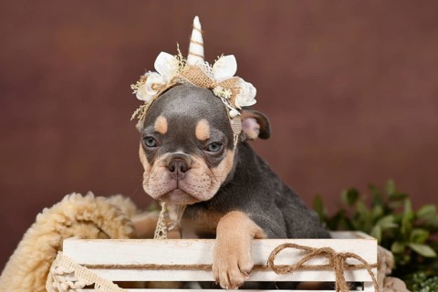 Lilac tan French Bulldog dog puppy with boho style unicorn headband in box in front of brown