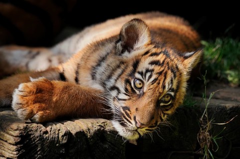 Sumatran tiger (Panthera tigris sumatrae), young, captive, native to Sumatra, Indonesia, Asia
