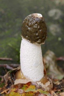 Common stinkhorn (Phallus impudicus), North Rhine-Westphalia, Germany, Europe