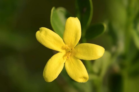 Shrub jasmine or shrubby jasmine (Chrysojasminum fruticans, Jasminum fruticans), flower, Provence,