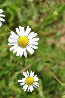 Matricaria chamomilla (Matricaria chamomilla), flowers, medicinal plant, Wilnsdorf North
