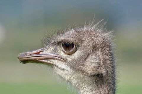Common ostrich (Struthio camelus), portrait, captive, Rhineland-Palatinate, Germany, Europe