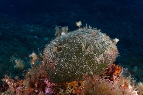 Sea ball, ball algae (Codium bursa), algae, in the Mediterranean Sea near Hyères. Dive site Giens