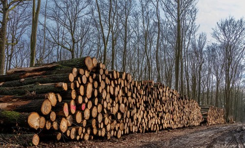 Pile of wood in the forest, Berlin suburbs, Germany, Europe