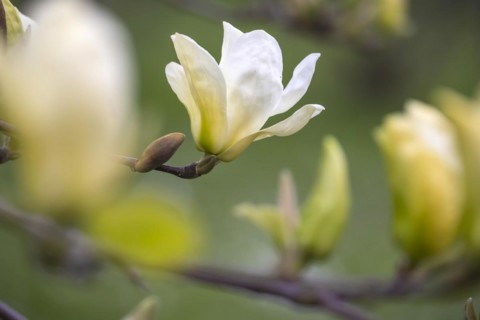One speciality is a yellow-flowering magnolia (Magnolia Cultivar Eliszabeth) . Magnolias in bloom