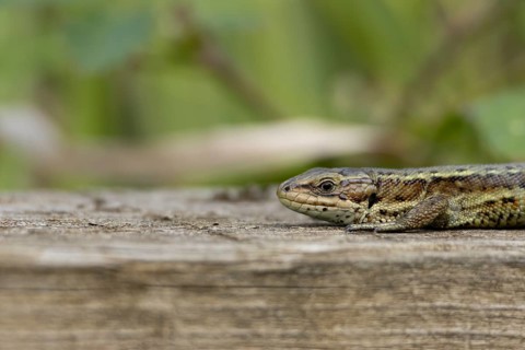 Common lizard (Zootoca vivipara) adult reptile basking on a wooden sleeper, England, United