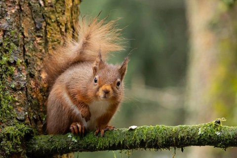 Red squirrel (Sciurus vulgaris) adult animal on a pine tree branch in a forest, Yorkshire, England,