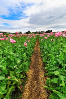 Hiking trail, circular trail in the opium poppy (Papaver somniferum), cultivation of edible poppy,