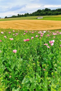 Opium poppy (Papaver somniferum), cultivation of edible poppy, poppy field, pink flowers and seed