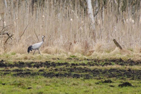 Crane (Grus grus) in Teufelsbruch, Waren, Müritz, Heilbad, Müritz National Park, Mecklenburg Lake