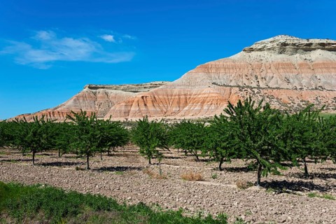 Orchard in front of impressive, barren mountains under a clear blue sky, Bardenas Reales Natural