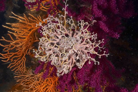 A blaze of colour in the Mediterranean: Violescent sea-whip (Paramuricea clavata) with open polyps,