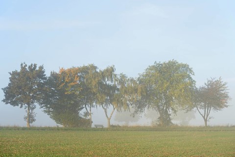 Deciduous trees with autumn leaves, row of trees at the edge of a field in the fog, blue sky, North