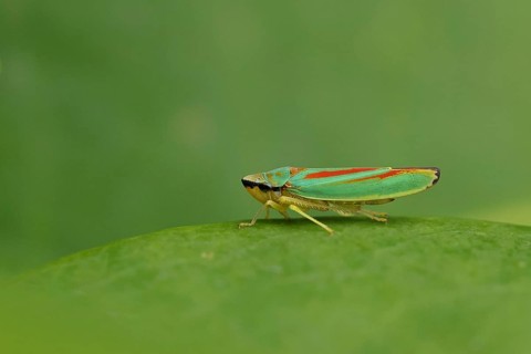 Rhododendron cicada (Graphocephala fennahi) sitting on a leaf of a rhododendron (Rhododendron),