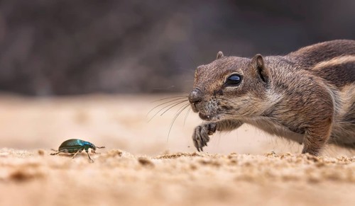 Atlas squirrel, North African bristle squirrel or Barbary squirrel (Atlantoxerus getulus) looking