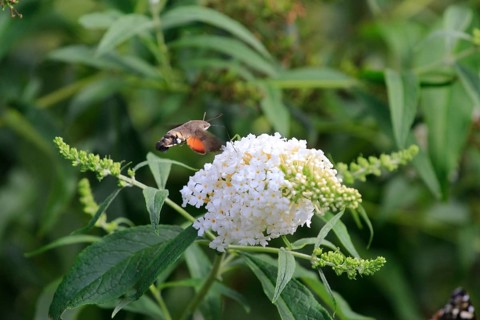 Dove tail (Macroglossum stellatarum), September, Saxony, Germany, Europe