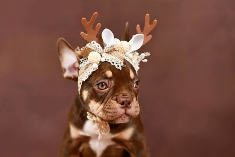 Mocca Orange Tan colored French Bulldog puppy with Christmas reindeer antlers in front of brown