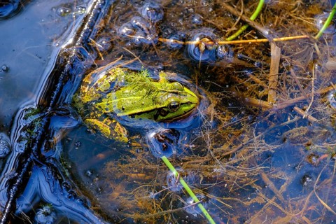 Edible Frog (Pelophylax esculentus), Schremser Hochmoor nature park Park, municipality of Schrems,