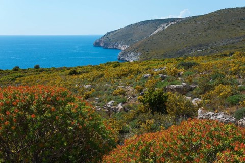 Blossoming coastal landscape with hills and a wide view of the blue sea, Itylo, Anatoliki Mani,