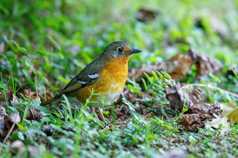 Orange ground thrush (Geokichla gurneyi), Zoothera gurneyi, Benvie Garden, Howick, KwaZulu-Natal,