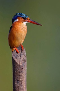 Crested Kingfisher, Corythohrnis cristatus, (Alcedo cristata), Kingfisher family, Malachite